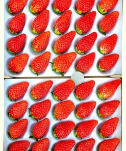 特選【 絶品 いちご 低農薬 】 驚き糖度:13度前後 3L以上 「章姫 or 紅ほっぺ」イチゴ 一筋25年 匠の育てた「朝採り」だけをお届け 苺専用箱 お祝い ギフト Strawberry 名匠：伊那森パークいちご園 ipi