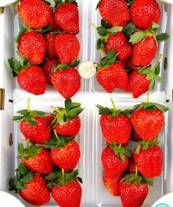 【冷蔵】超大粒 いちご 約1,150g 糖度：11度以上 とちおとめ等 旬の品種をセンサー選別 ギフト お祝い イチゴ 苺 Stroberry 【菊池農園等】
